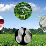 Mulberry Silk Production