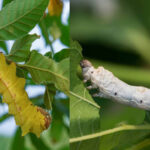 The Differences Between Mulberry Silkworm and Tussah Silk Tamed vs. Wild