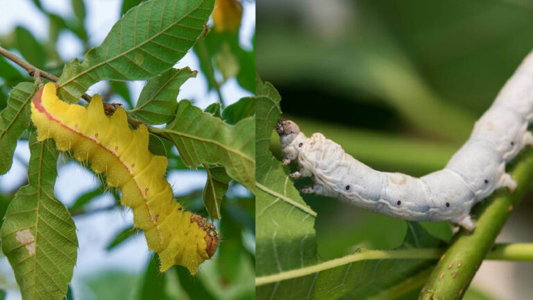 The Differences Between Mulberry Silkworm and Tussah Silk Tamed vs. Wild