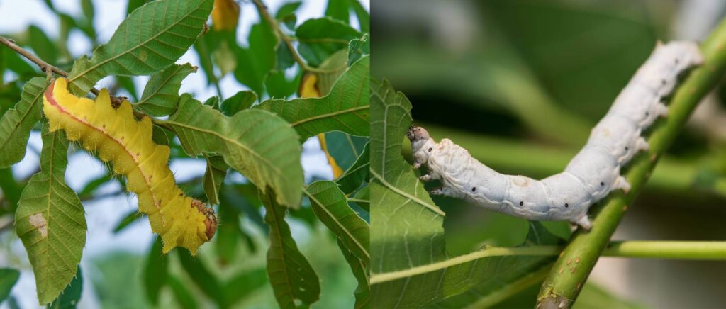 Differences Between Mulberry Silkworms and Tussah Silk